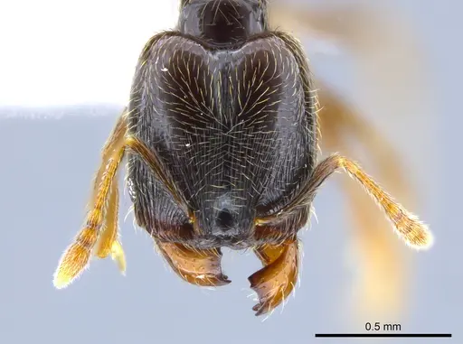 Pheidole laselvoides - CASENT0619726