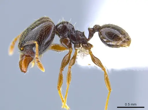 Pheidole laselvoides - CASENT0619726