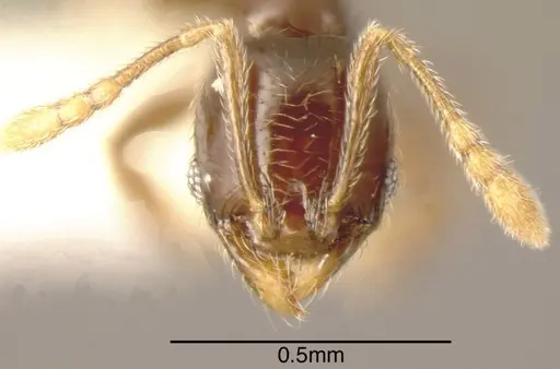Pheidole laselvoides - CASENT0635481