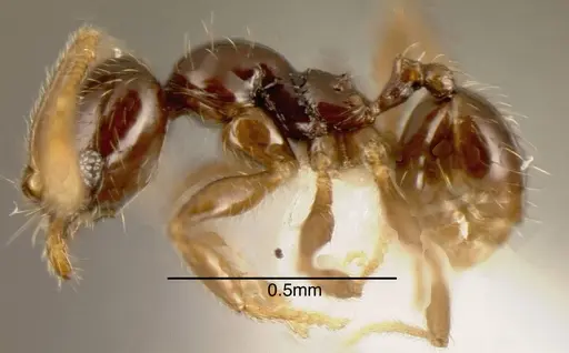 Pheidole laselvoides - CASENT0635481