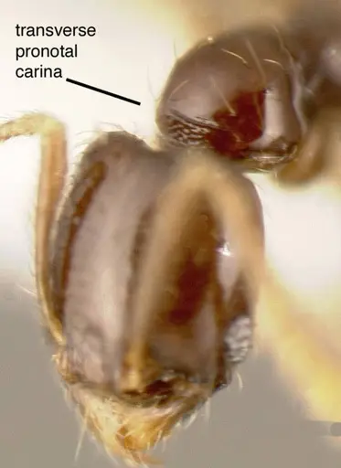 Pheidole laselvoides - CASENT0635481