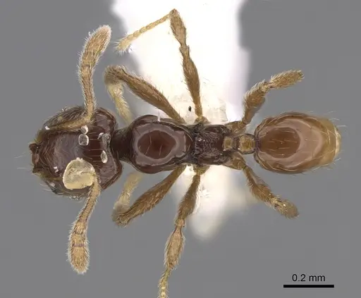 Pheidole laselvoides - CASENT0646660