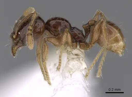 Pheidole laselvoides - CASENT0646660