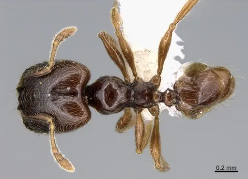 Pheidole laselvoides - CASENT0646665