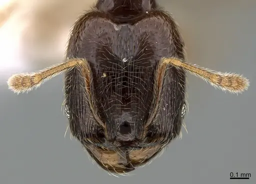 Pheidole laselvoides - CASENT0646665