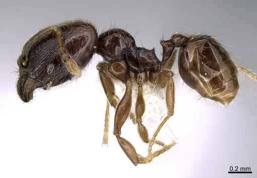 Pheidole laselvoides - CASENT0646665