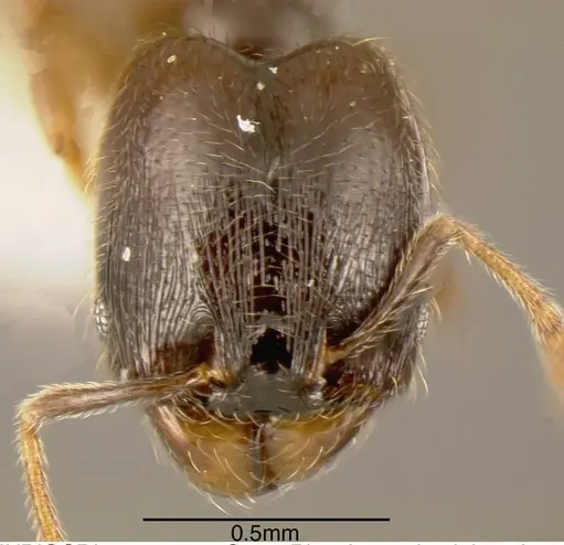 Pheidole laselvoides - INBIOCRI002279737