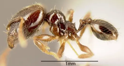 Pheidole laselvoides - INBIOCRI002279737