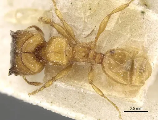Pheidole laticrista specimen