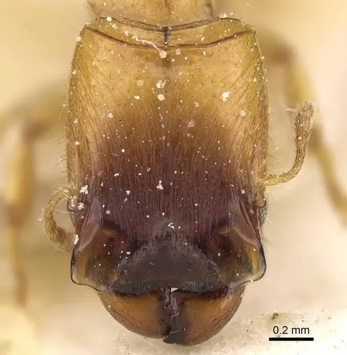 Pheidole laticrista specimen