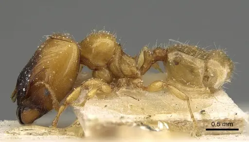 Pheidole laticrista specimen