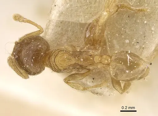 Pheidole laticrista - CASENT0922379