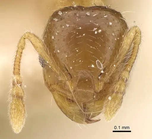 Pheidole laticrista - CASENT0922379