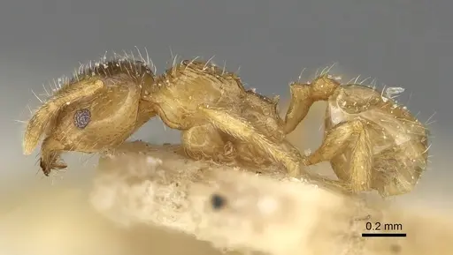 Pheidole laticrista - CASENT0922379