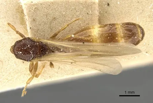 Pheidole laticrista - CASENT0922383