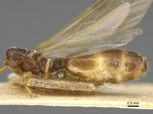Pheidole laticrista - CASENT0922383