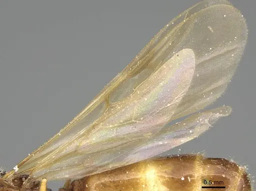 Pheidole laticrista - CASENT0922383