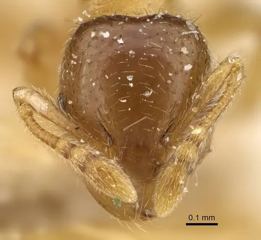 Pheidole laticrista - CASENT0922384