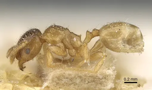 Pheidole laticrista - CASENT0922384