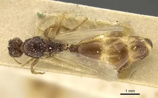 Pheidole laticrista - CASENT0922385