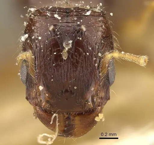Pheidole laticrista - CASENT0922385