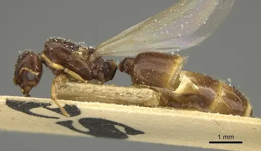 Pheidole laticrista - CASENT0922385