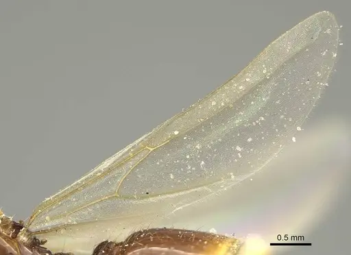 Pheidole laticrista - CASENT0922385