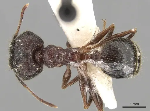 Pheidole latinoda specimen