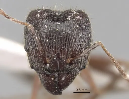 Pheidole latinoda specimen