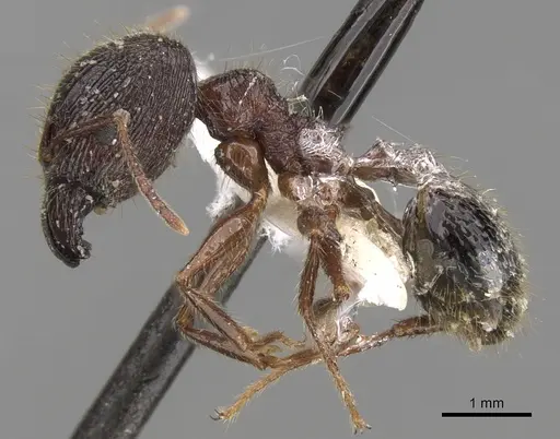 Pheidole latinoda specimen