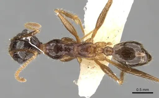 Pheidole latinoda - CASENT0281646