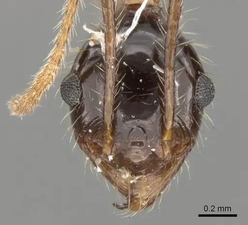 Pheidole latinoda - CASENT0281646