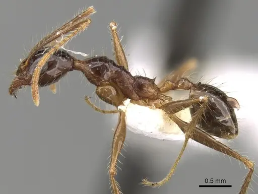 Pheidole latinoda - CASENT0281646