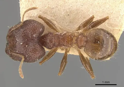 Pheidole latinoda - CASENT0907922