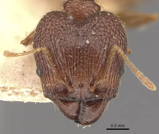 Pheidole latinoda - CASENT0907922