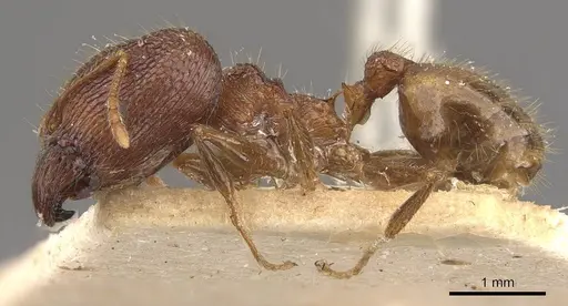 Pheidole latinoda - CASENT0907922