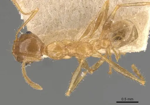 Pheidole latinoda - CASENT0907923