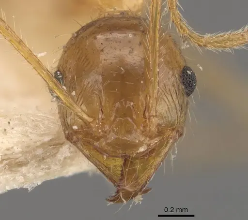 Pheidole latinoda - CASENT0907923