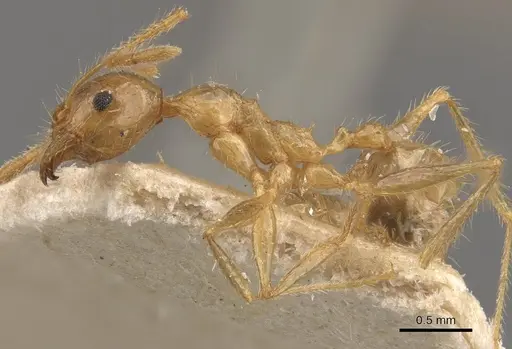 Pheidole latinoda - CASENT0907923