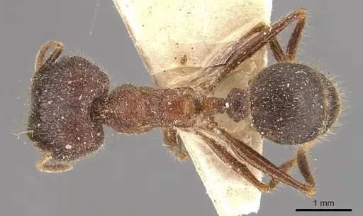 Pheidole latinoda - CASENT0907924