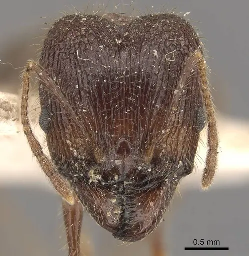 Pheidole latinoda - CASENT0907924