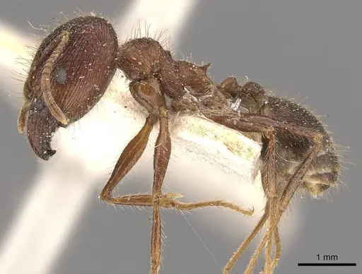 Pheidole latinoda - CASENT0907924