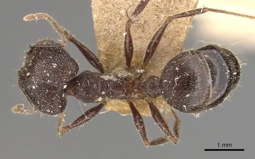 Pheidole latinoda - CASENT0907925