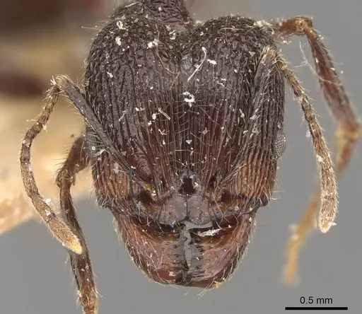 Pheidole latinoda - CASENT0907925