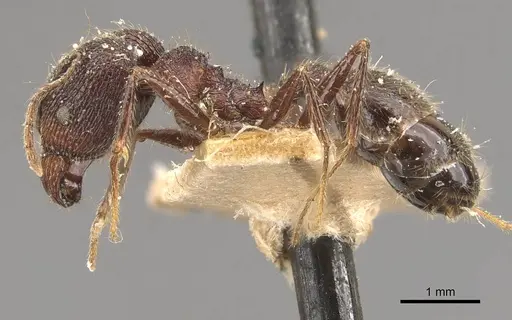 Pheidole latinoda - CASENT0907925
