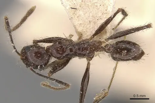 Pheidole latinoda - CASENT0907926