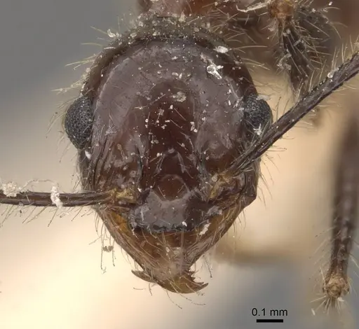 Pheidole latinoda - CASENT0907926