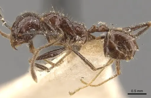 Pheidole latinoda - CASENT0907926