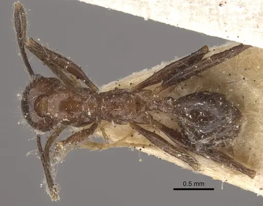 Pheidole latinoda - CASENT0917774