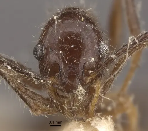 Pheidole latinoda - CASENT0917774